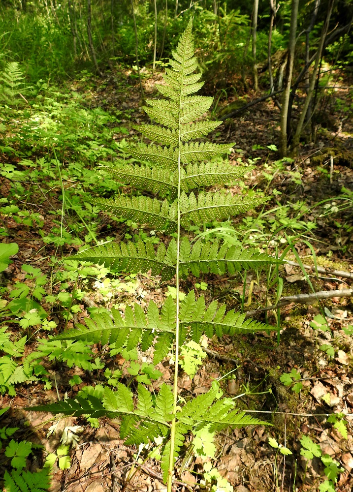 Dryopteris carthusiana - metsäalvejuuren itiöpesäkkeellisissäkin lehdissä yleensä kaksi alinta sivulehdykkäparia ovat itiöpesäkkeettömiä. EH, Hämeenlinna, Loimalahti, Hirsimäki, kuusivaltainen metsä omakotialueen ja maakaasulinjan välissä, 10.7.2021. Copyright Hannu Kämäräinen.