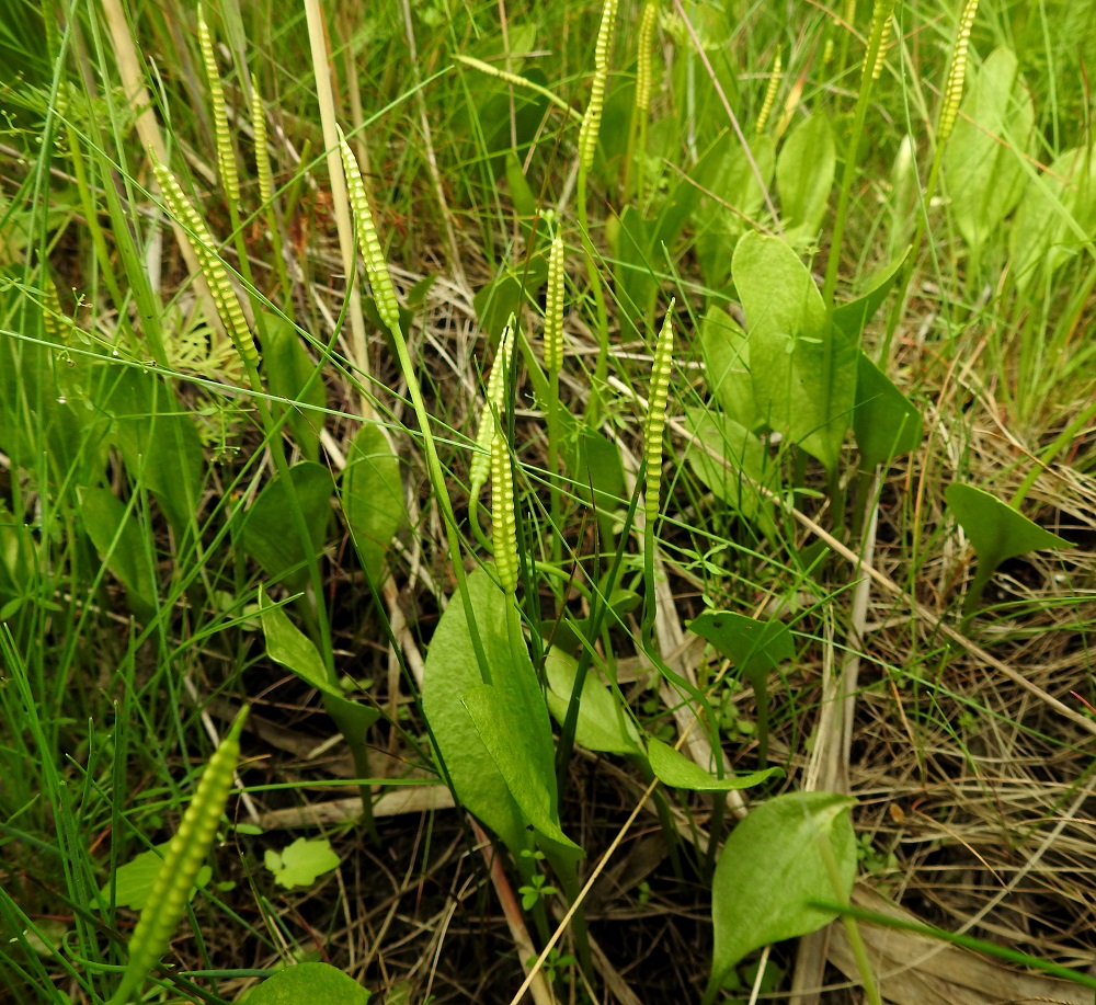 Ophioglossum vulgatum - isokäärmeenkielen itiöpesäkkeistö on kapean lieriömäinen ja suippokärkinen sekä vaalean- tai kellanvihreä. Se on tavallisesti noin 10-65 mm pitkä ja 2-5 mm leveä. U, Espoo, Hyljelahti, Suomenojan sataman länsipuolinen merenranta-alue, Stora Metanberget -luodon kohdalla olevasta kallioniemestä länteen oleva merenrantaniitty, 27.6.2021. Copyright Hannu Kämäräinen.