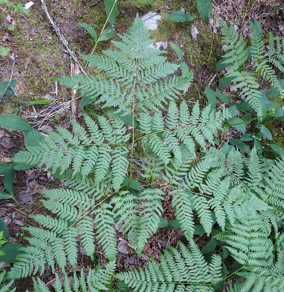Pteridium aquilinum subsp. pinetorum - (metsä)sananjalan subsp. taigasananjalan lehtilavan asento on lähes vaakatasoinen tai yläviisto. Alimmainen sivulehdykkäpari on lavan kookkain ja pisin. Lähilajilla, lännensananjalalla, P. aquilinum, lehti on keskimäärin kookkaampi ja pystympi. Lisäksi sen alimmainen sivulehdykkäpari on tavallisesti lyhyempi kuin toiseksi alimmainen. Nykykäsityksen mukaan lännensananjalkaa ei ole kuitenkaan tavattu Suomesta. EH, Hämeenlinna, Loimalahti, Hirsimäki, Yli-Raakkulantien pohjoispuolella kulkevan kävelytien varsi, metsikön reuna, 30.6.2021. Copyright Hannu Kämäräinen.