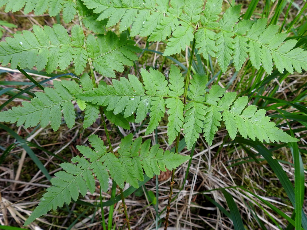 Dryopteris carthusiana - metsäalvejuuren alimman sivulehdykkäparin ensimmäinen, alapuolinen pikkulehdykkä on pituudeltaan vajaa puolet koko sivulehdykän pituudesta ja on yleensä leveimmältä kohtaa noin 1-2 cm leveä. Se on tavallisesti noin 1,4-1,8 kertaa pitempi kuin ensimmäinen yläpuolinen pikkulehdykkä. EH, Hämeenlinna, Loimalahti, Hirsimäki, kuusivaltainen metsä omakotialueen ja maakaasulinjan välissä, 17.6.2021. Copyright Hannu Kämäräinen.