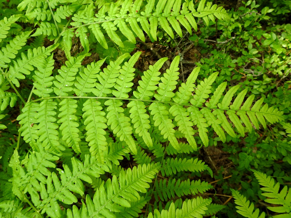Pteridium aquilinum subsp. pinetorum - (metsä)sananjalan subsp. taigasananjalan alemmat sivulehdykät ovat kapeahkon kolmiomaiset ja suippokärkiset. Kuvassa näkyy kolmen allekkain olevan sivulehdykän lehdykkärakenne. Alimmat, uloimmat eli kolmannet parilehdykät ovat selkeästi erilliset ja niistä alimmissa on nähtävissä osittaista sivuliuskaisuutta. Kuvassa keskimmäisen sivulehdykän kakkostason lehdyköiden päät ovat ehyet ja uloimmat pikkulehdykät ovat lyhyet ja pyöreäpäiset. Ylimpänä näkyvässä sivulehdykässä kakkostason pikkulehdykät ovat kokonaan ehyet tai tyveltään liuskaiset. EH, Hämeenlinna, Loimalahden ja Kuuslahden kaupunginosien raja-alue, Hirsimäki, maakaasulinjan varsi, metsän reuna, 17.6.2021. Copyright Hannu Kämäräinen.