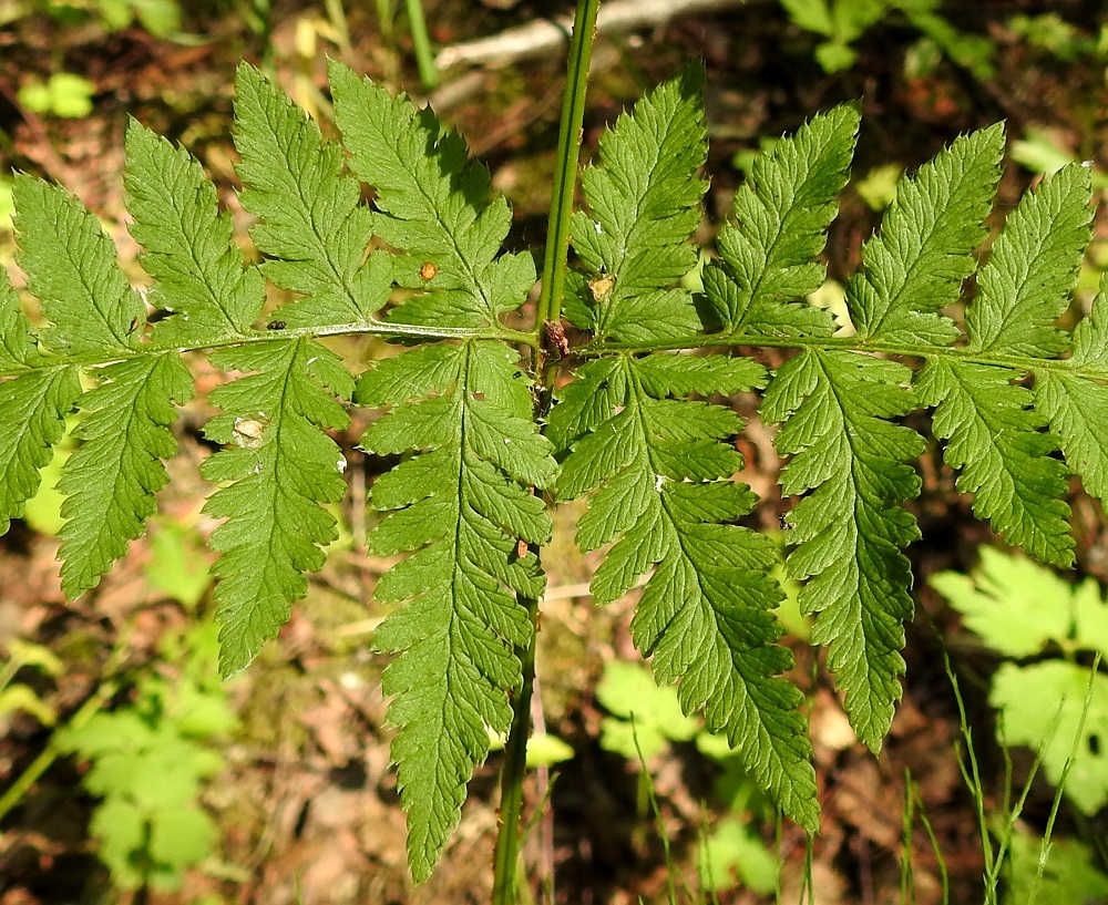 Dryopteris carthusiana - metsäalvejuuren alimpien sivulehdyköiden tyviosan pikkulehdykät ovat useimmiten tyven puolelta parilehdykkäiset. Muuten pikkulehdykät ovat syvemmin tai matalammin parijakoisia. Lehdyköiden yläpinta on kalju. EH, Hämeenlinna, Loimalahti, Hirsimäki, kuusivaltainen metsä omakotialueen ja maakaasulinjan välissä, 10.7.2021. Copyright Hannu Kämäräinen.