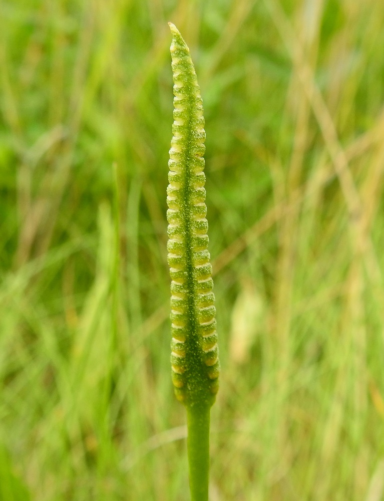 Ophioglossum vulgatum - isokäärmeenkielen itiöpesäkkeet avautuvat poikittaisesti repeytymällä. Vaalean kellertävä, runsas itiöpöly pöllähtelee näkyvästi tuulen tai muun liikkeen vaikutuksesta. Kuvassa itiöitä näkyy runsaasti myös pesäkkeistön pinnalla. Itiöiden kypsymisaika on kesä- ja heinäkuu. U, Espoo, Hyljelahti, Suomenojan sataman länsipuolinen merenranta-alue, Stora Metanberget -luodon kohdalla olevasta kallioniemestä länteen oleva merenrantaniitty, 27.6.2021. Copyright Hannu Kämäräinen.