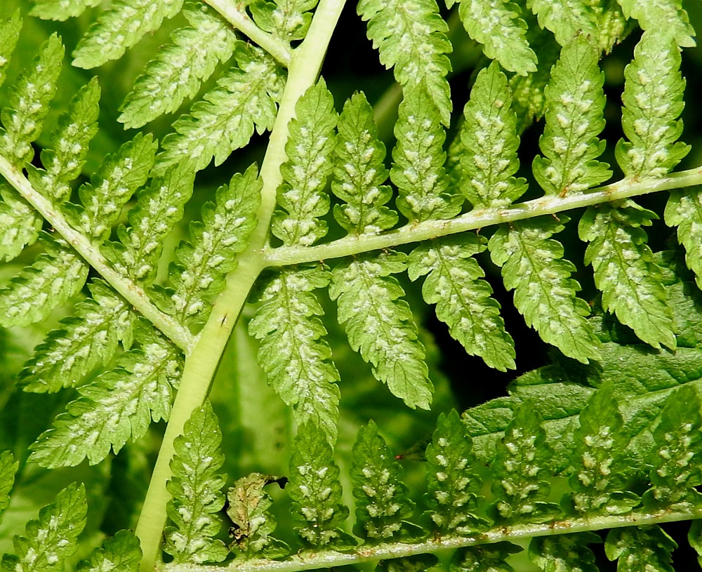 Athyrium filix-femina - soreahiirenportaan vielä kehittymättömiä itiöpesäkeryhmiä peittää vaalea ja soikeahko tai kaareva katesuomu. EH, Hämeenlinna, Loimalahti, Hirsimäki, omakotialueen ja maakaasulinjan välisen metsän hakkuuaukon laide, 16.6.2021. Copyright Hannu Kämäräinen.