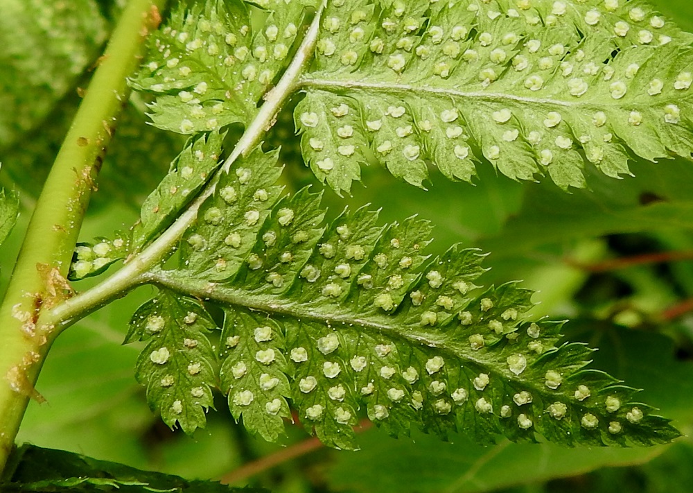 Dryopteris carthusiana - metsäalvejuuren kypsymättömiä itiöpesäkeryhmiä peittää vaalea, harmahtava tai vihertävä katesuomu, joka on malliltaan pyöreähkön munuaismainen. Uloimmat lehdykät ovat laidoiltaan ja kärjestään otapäisen terävähampaiset. Nuoren lehdykän ja sen keskirangan alapinnalla saattaa kuvan tavoin olla harvakseen nystykarvoja, jotka häviävät lehden ikääntyessä. EH, Hämeenlinna, Loimalahti, Hirsimäki, kuusivaltainen metsä omakotialueen ja maakaasulinjan välissä, 16.6.2021. Copyright Hannu Kämäräinen.