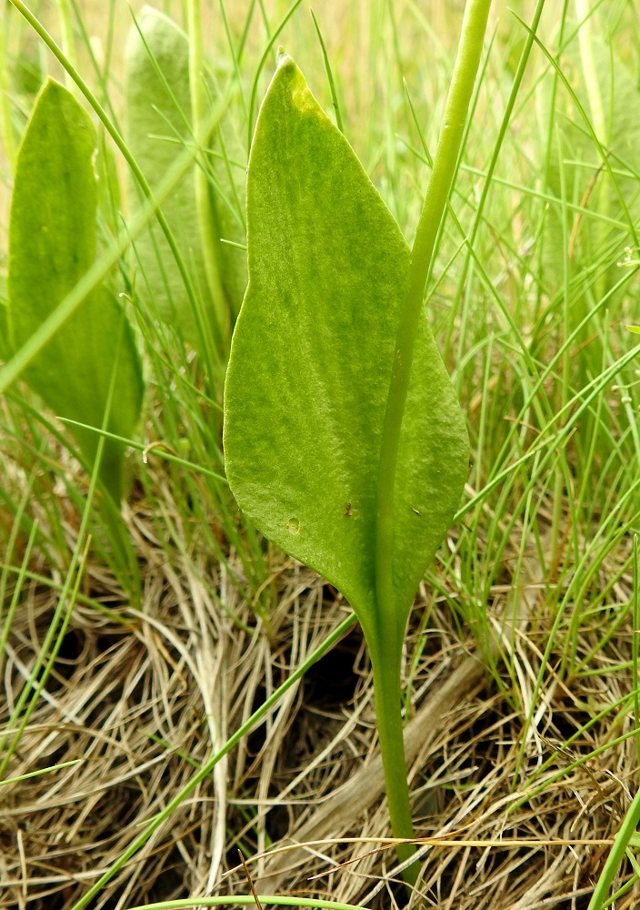 Ophioglossum vulgatum - isokäärmeenkielen steriili lehtilavan osa on heikosti näkyen verkkosuoninen, ehytlaitainen ja puikea tai soikeahko sekä suippo- tai pyöreähkökärkinen. Se yhtyy kiilatyvisesti ruotiin yhdessä itiöpesäkkeisen osan perän kanssa. Pituutta sillä on tavallisesti noin 3-9 cm ja leveyttä leveimmältä kohtaa noin 1-4 cm. U, Espoo, Hyljelahti, Suomenojan sataman länsipuolinen merenranta-alue, Stora Metanberget -luodon kohdalla olevasta kallioniemestä länteen oleva merenrantaniitty, 27.6.2021. Copyright Hannu Kämäräinen.