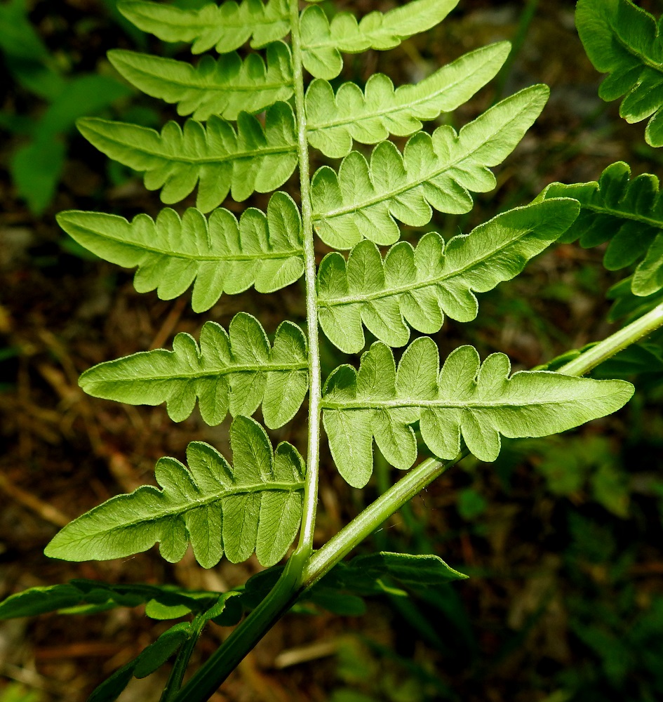 Pteridium aquilinum subsp. pinetorum - (metsä)sananjalan subsp. taigasananjalan täysikasvuisen lehtilavan ja sivulehdyköiden keskiranka ovat vaalean- tai kellanvihreät ja karvaiset tai kaljuhkot. Pikkulehdykät ovat keskisuonellisia ja alapinnalla myös tiheä sivusuonitus näkyy selvästi. Niiden laita on alaskiertynyt ja karvainen. Koko alapinta ja sen keskisuoni ovat vaihtelevasti karvaiset. EH, Hämeenlinna, Loimalahden ja Kuuslahden kaupunginosien raja-alue, Hirsimäki, maakaasulinjan varsi, metsän reuna, 17.6.2021. Copyright Hannu Kämäräinen.