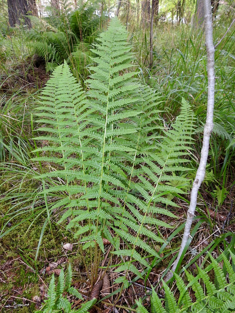 Athyrium filix-femina - soreahiirenportaan lehtilapa on vihreä tai vaaleanvihreä, leveänsuikea tai kapean vastapuikea ja pitkäsuippuisen teräväkärkinen. Se on tavallisesti noin 35-80 cm pitkä ja leveimmältä kohtaa noin 15-30 cm leveä sekä kahteen kertaan parilehdykkäinen. Sivulehdykät ovat kapeansuikeat tai pitkältä matkaa melkein tasasoukat ja kärjestään pitkäsuippuisen teräväkärkiset. Niiden pituus ja koko pienenevät sekä lehtilavan kärkeä että tyveä kohti. EH, Hämeenlinna, Loimalahti, Hirsimäki, omakotialueen ja maakaasulinjan välisen metsän hakkuuaukon laide, 30.7.2021. Copyright Hannu Kämäräinen.