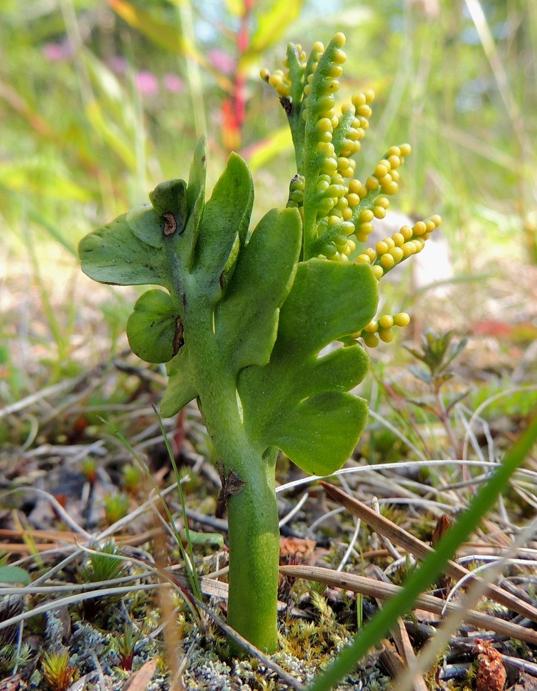 Botrychium boreale - pohjannoidanlukko on toisinaan hyvin tanakka ja lavan sivuliuskat voivat olla erityisen paksut. Koko ilmaverso on kauttaaltaan kalju. PeP, Tornio, Ylä-Kaakamo, Suutari, Hietaharjuntien laitaketo metsän reunassa, 16.7.2015. Copyright Hannu Kämäräinen.
