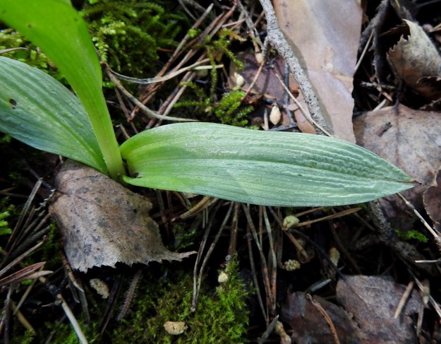 Ophrys insectifera - kimalaisorhon varren alaosassa oleva lehdet ovat soikeahkoja tai suikeahkoja ja suippo- tai tylpähkökärkisiä. Ne ovat yleensä noin 3-8 cm pitkiä ja leveimmältä kohtaa noin 1,5-2,5 cm leveitä. V, Parainen, 13.6.2021. Copyright Hannu Kämäräinen.
