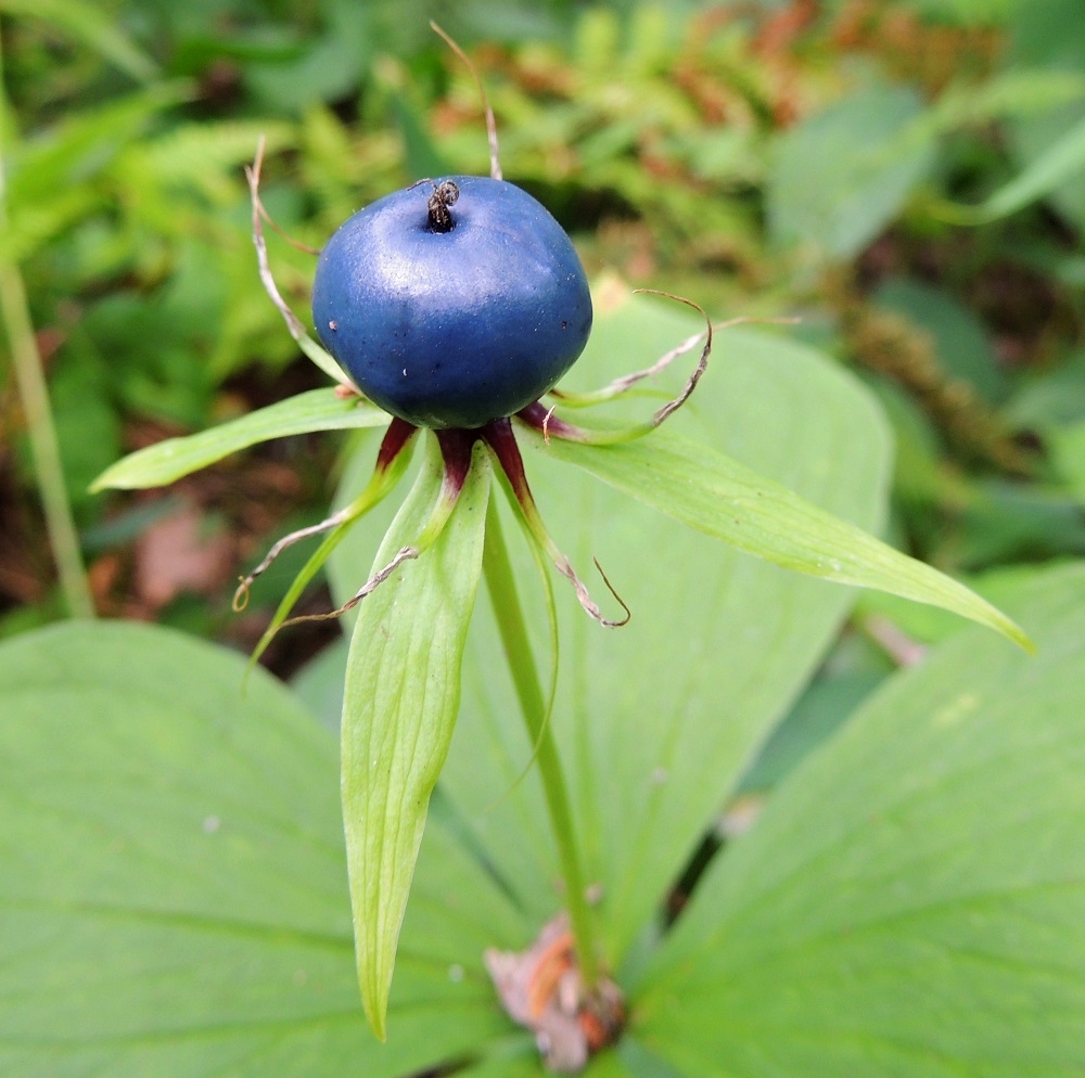Paris quadrifolia - (lehto)sudenmarja 28.7.2013 EH, Hämeenlinna, Aulanko (kaupunginosa), Aulangonjärven W-ranta, lehtometsä, ulkoilumajalta Aulangon-Heikkilän tielle johtavan polun varsi, YKJ 6771620:3363033. Kuva Hannu Paris quadrifolia - sudenmarjan marjahedelmä on pallomainen, tummansininen tai sinimusta ja vahapeitteinen. Sen läpimitta on tavallisesti noin 10-15 mm. Marja on noin 20-siemeninen ja ihmiselle myrkyllinen, mutta linnut voivat syödä niitä oireetta ja levittää siemeniä eteenpäin. EH, Hämeenlinna, Aulanko, Aulangonjärven länsirannan lehtometsä ulkoilumajan pohjoispuolella, 28.7.2013. Copyright Hannu Kämäräinen.