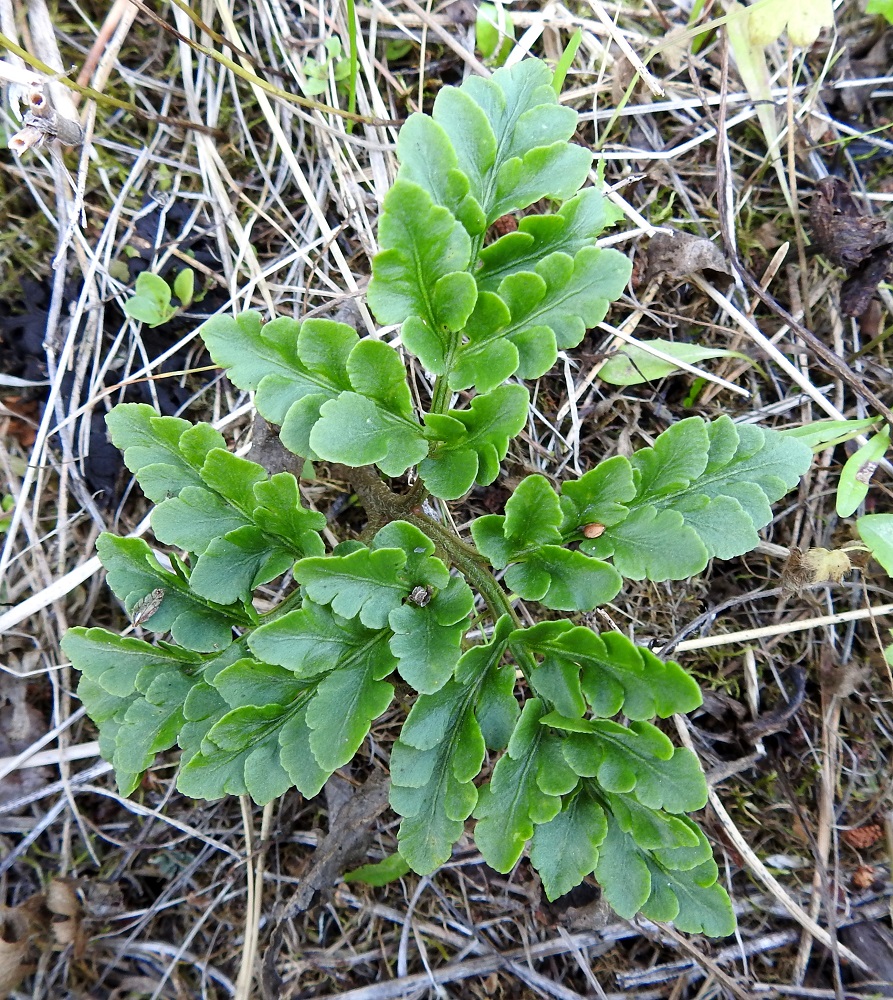 Sceptridium multifidum (Botrychium multifidum) - ahonoidanlukon steriili lehtilapa on kaksi tai kolme kertaa parilehdykkäinen ja malliltaan leveän kolmiomainen sekä nahkea. Pituutta sillä on tavallisesti noin 3-10 cm ja leveyttä tyven kohdalta noin 4-14 cm. Sivulehdykät ovat ruodillisia ja niitä on kärkilehdykän lisäksi yleensä 3-5 paria. Lavan uloimmat lehdykät tai liuskat ovat puikeita, soikeita tai muuten pyöreämuotoisia ja laidoiltaan ehyitä, matalahampaisia tai nyhäisiä. Uloimmat lehdykät ovat keskisuonellisia. Kuvan lehteen ei ole ollenkaan kasvanut itiöpesäkkeellistä osaa. KP, Haapavesi, Pirnesperä, Pirnestien varressa, Pirnesjärven luoteispuolella oleva, jo vuosia käyttämättä ollut peltoalue, 17.7.2021. Copyright Hannu Kämäräinen.