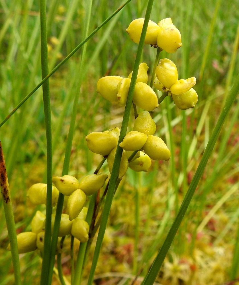 Scheuchzeria palustris - leväkön emilehtien kehittyessä hedelmäksi väri vaihtuu useamman kerran. Lyhyessä varhaisvaiheessaan emilehdet ovat vihreät ja heti kohta muuttuvat ruskeiksi. Tuppilovaiheen yleisin väri on taas vihreä, kunnes kypsyessään tuppilot saavat kellertävän sävyn. EH, Hämeenlinna, Pullerinmäki, Ahvenistonharjun juurella olevan Kahtoilammen luoteispään rantaneva lähellä vesirajaa, 16.8.2021. Copyright Hannu Kämäräinen.