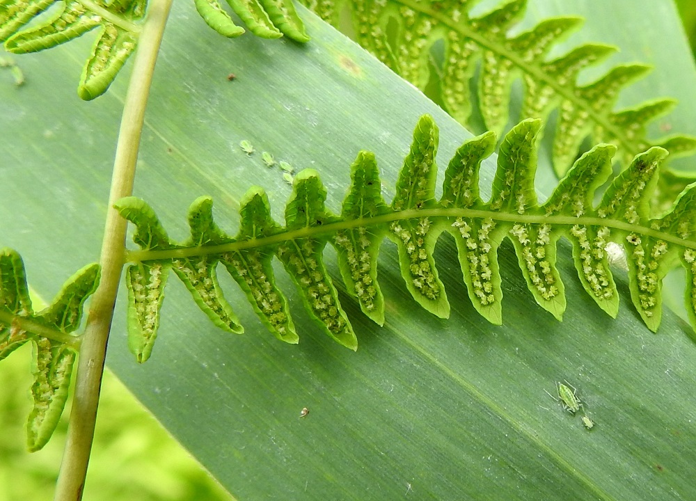 Thelypteris palustris - nevaimarteen itiöpesäkkeellisten lehtien liuskat ovat laidoiltaan alaspäin kiertyneet. Itiöpesäkeryhmät sijaitsevat sivulehdyköiden liuskojen alapinnalla, rivissä keskisuonen kahta puolen. Itiöpesäkeryhmä on pyöreä ja läpimitaltaan alle 1 mm. Sitä suojaava katesuomu on vaaleahko, kalvomainen ja malliltaan munuaismainen tai epäsäännöllisen muotoinen. EH, Hattula, Retula, Keskisjärven länsipään nevareunus Hattulan ja Hämeenlinnan rajalinjalla, 2.8.2021. Copyright Hannu Kämäräinen.