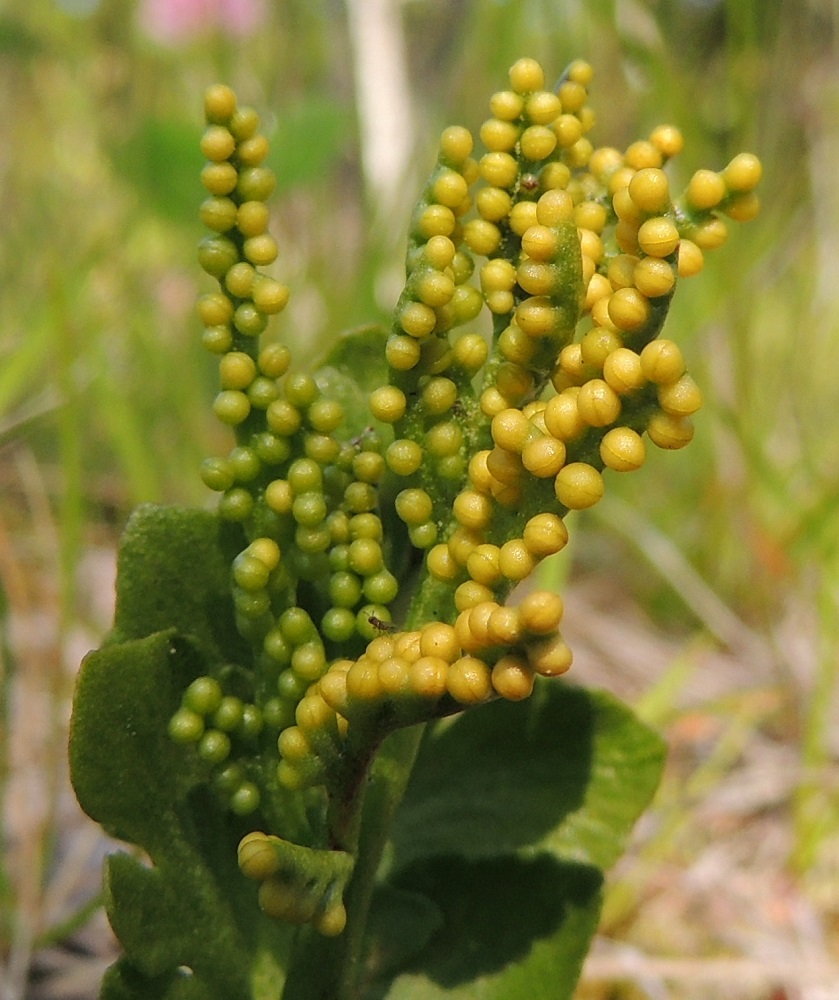Botrychium boreale - pohjannoidanlukon itiöpesäkkeet ovat perättömiä tai hyvin lyhytperäisiä, pallomaisen pyöreitä ja läpimitaltaan noin 1 mm. Ne ovat aluksi kellanvihreitä ja keltaisia. Pesäkkeen puolivälissä on sauma, josta se itiöidessään avautuu. PeP, Tornio, Ylä-Kaakamo, Suutari, Hietaharjuntien laitaketo metsän reunassa, 16.7.2015. Copyright Hannu Kämäräinen.
