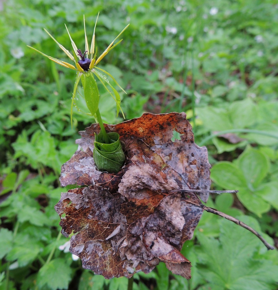 Paris quadrifolia - (lehto)sudenmarjan varret nousevat aikaisin keväällä, jolloin maassa on vielä runsaasti lahoamattomia lehtiä. Silloin tällöin käy, kuten kuvassa. Sudenmarja on kasvanut läpi kahdesta haavanlehdestä, jotka ovat nousseet sen mukana maasta. Aluksi rullalla oleva lehtikiehkura onkin jäänyt haavanlehtien sisään eikä ole voinut aueta. Se ei näköjään kuitenkaan häiritse kukintaa. A, Lemland, eteläpää, Herröskatan, lehtoniitty, luonnonsuojelualue, 26.5.2013. Copyright Hannu Kämäräinen.
