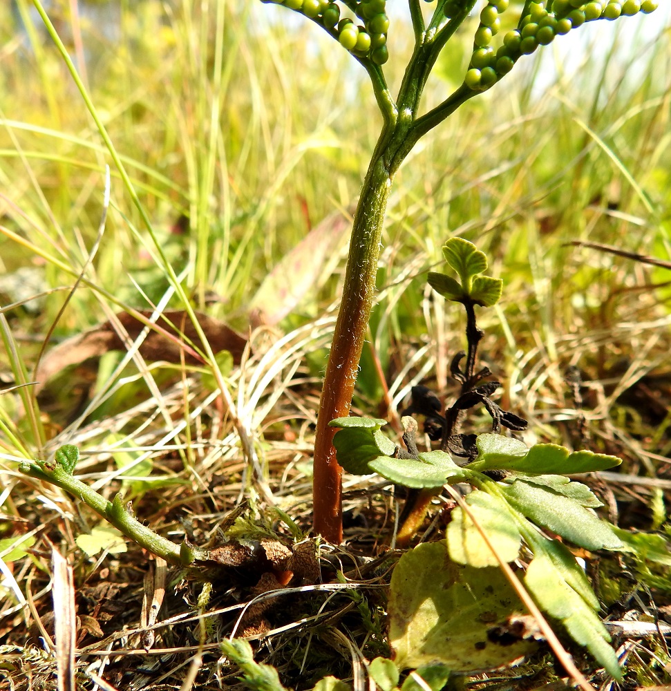 Sceptridium multifidum (Botrychium multifidum) - ahonoidanlukko on toisin kuin niittynoidanlukot, Botrychium, karvainen ainakin nuorena. Karvoitus on runsainta itiöpesäkkeistön perässä ja kuten edellinen kuva osoittaa, myös lehtilavan ruodissa sekä keskirangassa. KP, Haapavesi, Pirnesperä, Pirnestien varressa, Pirnesjärven luoteispuolella oleva, jo vuosia käyttämättä ollut peltoalue, 17.7.2021. Copyright Hannu Kämäräinen.