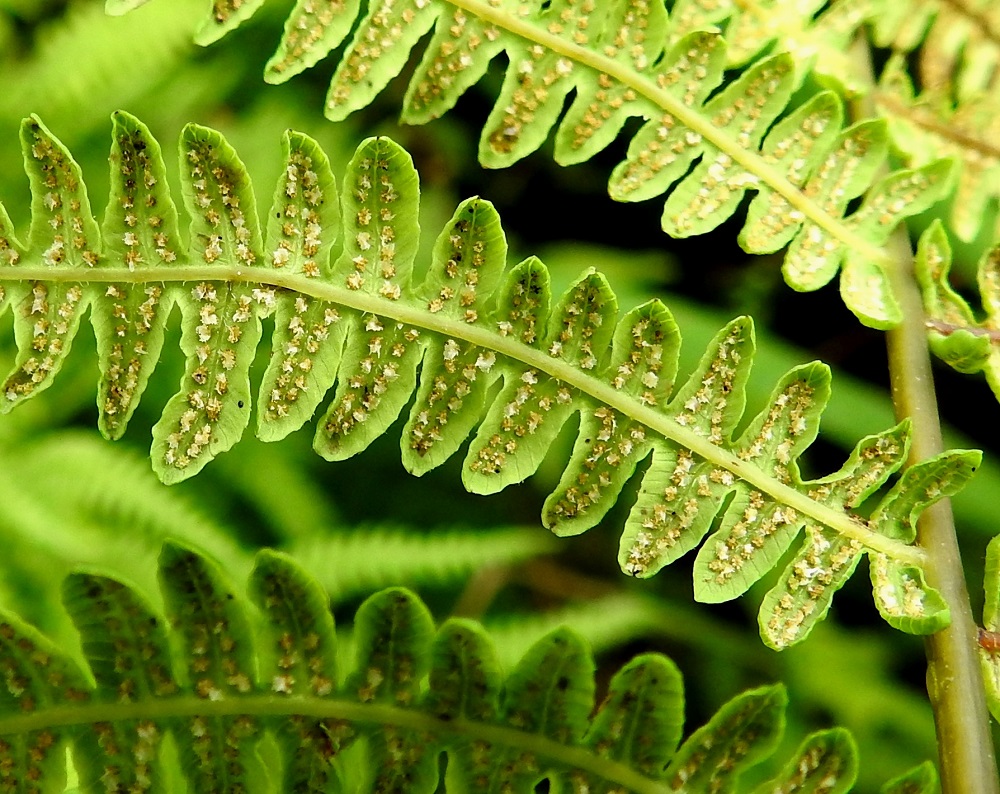 Thelypteris palustris - nevaimarteen itiöpesäkeryhmät ovat kiinnittyneet laitaa kohti suuntautuneisiin sivusuoniin. Katesuomu karisee kypsymisvaiheessa. Itiöpesäkeryhmät kehittyvät vaalean- tai tummemmanruskeiksi. EH, Hattula, Retula, Keskisjärven länsipään nevareunus Hattulan ja Hämeenlinnan rajalinjalla, 2.8.2021. Copyright Hannu Kämäräinen.
