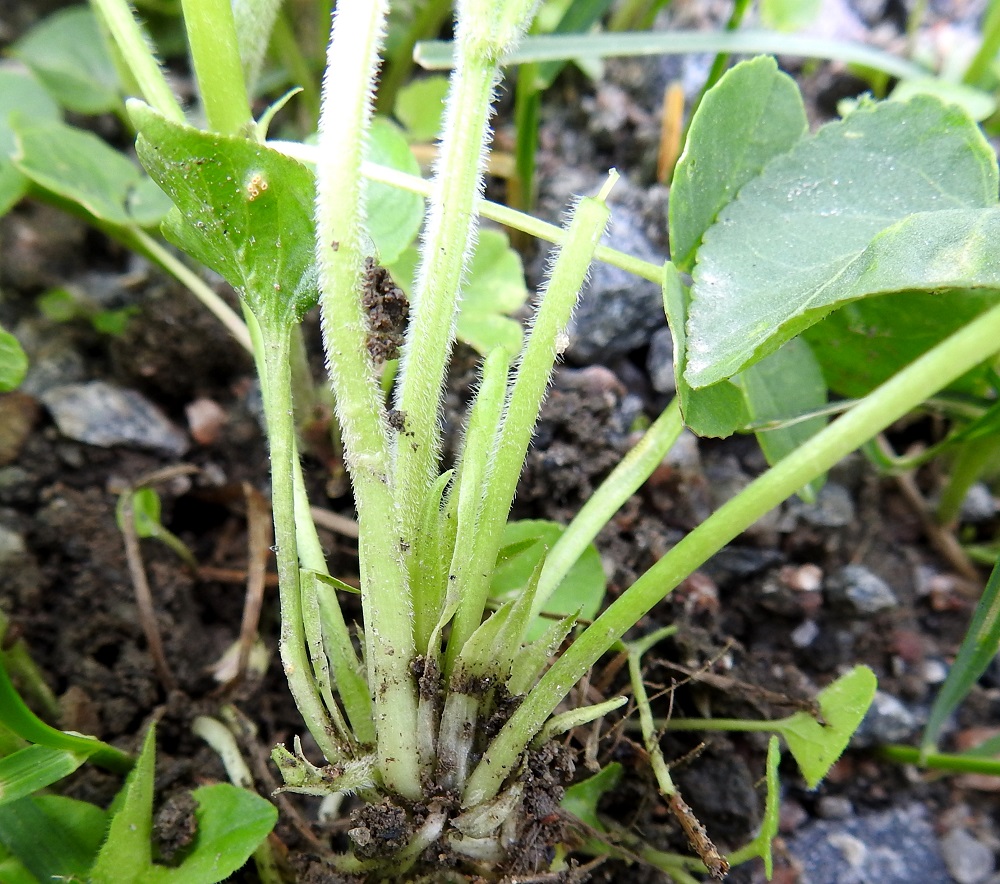 Viola hirta - karvaorvokin lehtien korvakkeet ovat suikeita ja teräväkärkisiä, laidoiltaan harvakseen ja hyvin lyhyesti hampaisia tai lähes hampaattomia. Ne ovat tavallisesti noin 10-15 mm pitkiä. Lehtiruoti on yleensä tiheään ja siirottavasti karvainen. Seassa on aika usein myös vähäkarvaisia tai jopa kaljuhkoja ruoteja (kuvassa vasemmalla). Kukkaperä (oikealla) on hieman karvainen tai lähes kalju. V, Turku, Iso-Heikkilä, teollisuusalue, Aakenkadun ja radan välinen ojapainanne laita-alueineen, 28.5.2021. Copyright Hannu Kämäräinen.