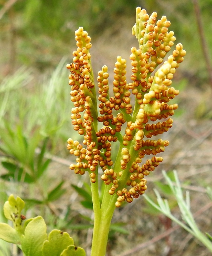 Botrychium boreale - pohjannoidanlukon itiöpesäkkeet tummuvat lopulta ruosteenruskeiksi. Kuten kuva osoittaa, niiden saumat alkavat usein revetä auki jo lievästi ruskehtavina. Itiöpöly on vaaleankellertävää. PeP, Kemi, Ajos, Mäntynokka, Ajoksentien ja rautatien välinen, sorapohjainen ketoalue Jatulintien risteyksen eteläpuolella, 4.7.2018. Copyright Hannu Kämäräinen.