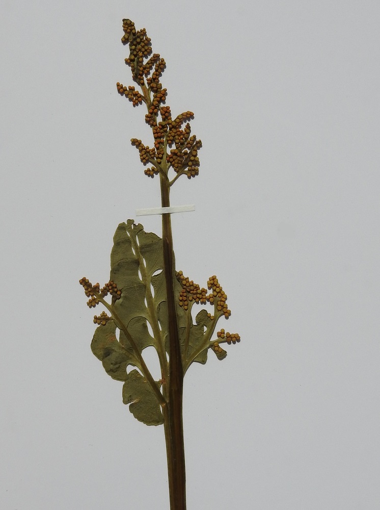 Botrychium lunaria - ketonoidanlukko, kuten muutkin noidanlukot, on kasvussaan varsin muunteleva ja yllätyksellinenkin. Kuvan näyteyksilössä lehti on jakautunut yhden sijasta useammaksikin itiöpesäkkeelliseksi osaksi. Lisäksi nämä ylimääräiset, fertiilit haarautumat ovat kasvattaneet peräänsä osittain tai kokonaan steriilejä lehdyköitä. Ks, Kuusamo, Liikasenvaara, autiotalon pihapiiristä alkavat ja luonnonniittymäisessä tilassa olevat peltosarat, 3.7.2001. Kuva näytteestä, copyright Hannu Kämäräinen.