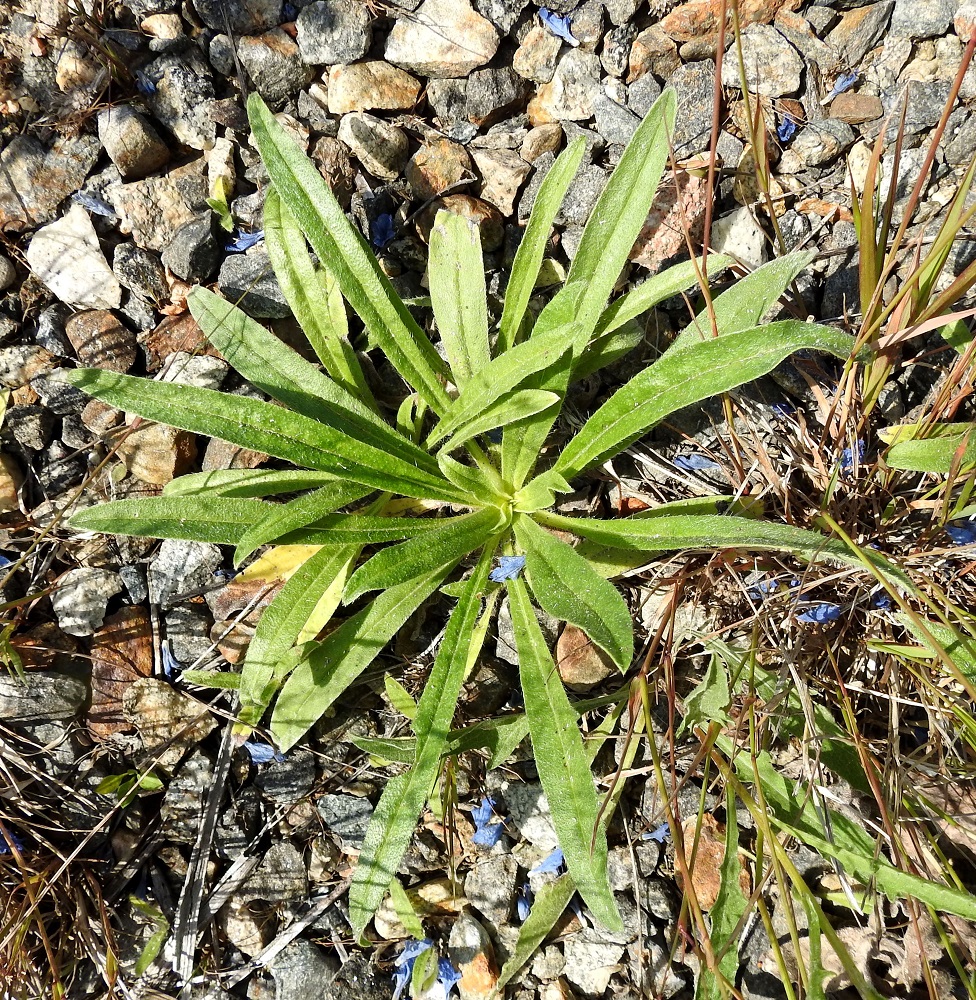 Echium vulgare - kyläneidonkieli kasvattaa ensimmäisenä vuotena juuriston ja lehtiruusukkeen. Ruusukelehdet ja toisen vuoden kukkavarren tyvilehdet ovat lähes tai aivan maanmyötäiset, kapeansoikeat tai suikeat ja kapeatyviset sekä ruodilliset. Lehtilapa on tavallisesti noin 7-10 cm pitkä ja leveimmältä kohtaa noin 1-3 cm leveä. Ruoti on noin 2-3 cm pitkä ja levenee tasaisesti lehtilavaksi. EH, Hämeenlinna, Sairio, Sairionranta, rata-alueen laide lähellä Vanajaveden rantaa, 5.7.2021. Copyright Hannu Kämäräinen.