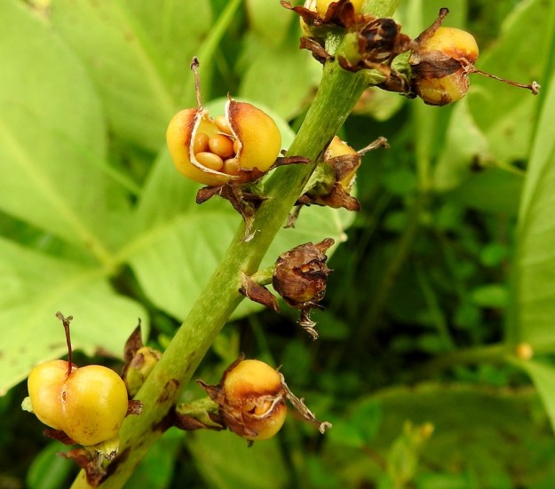 Menyanthes trifoliata - raatteen monisiemeninen kota avautuu repeytymällä. Siemen on keltainen tai kellanruskea, soikea ja noin 1,5-2 mm pitkä. EH, Kangasala, Sahalahti, Isolahti, Mutajärvi-lammen pohjoispään rantaneva, 9.7.2021. Copyright Hannu Kämäräinen.