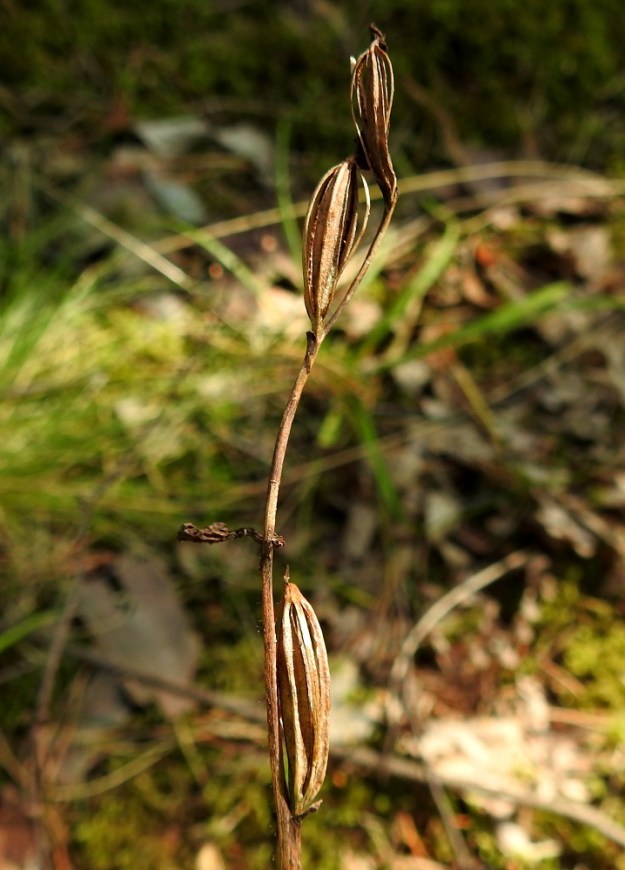 Ophrys insectifera - kimalaisorhon kukista noin 20 % kehittyy hedelmäasteelle saakka. Se on ihan kohtuullinen tulos huijaukseen perustuvalla pölytyssysteemillä. Kodat ovat täynnä pölymäisen pieniä siemeniä, jotka lähtevät lopulta tuulen matkaan. Näin vähäisempikin kotamäärä on riittävä, kunhan siemenille löytyy sopiva, kalkkinen maaperä ja sienikumppani. V, Parainen, 23.8.2021. Copyright Hannu Kämäräinen.