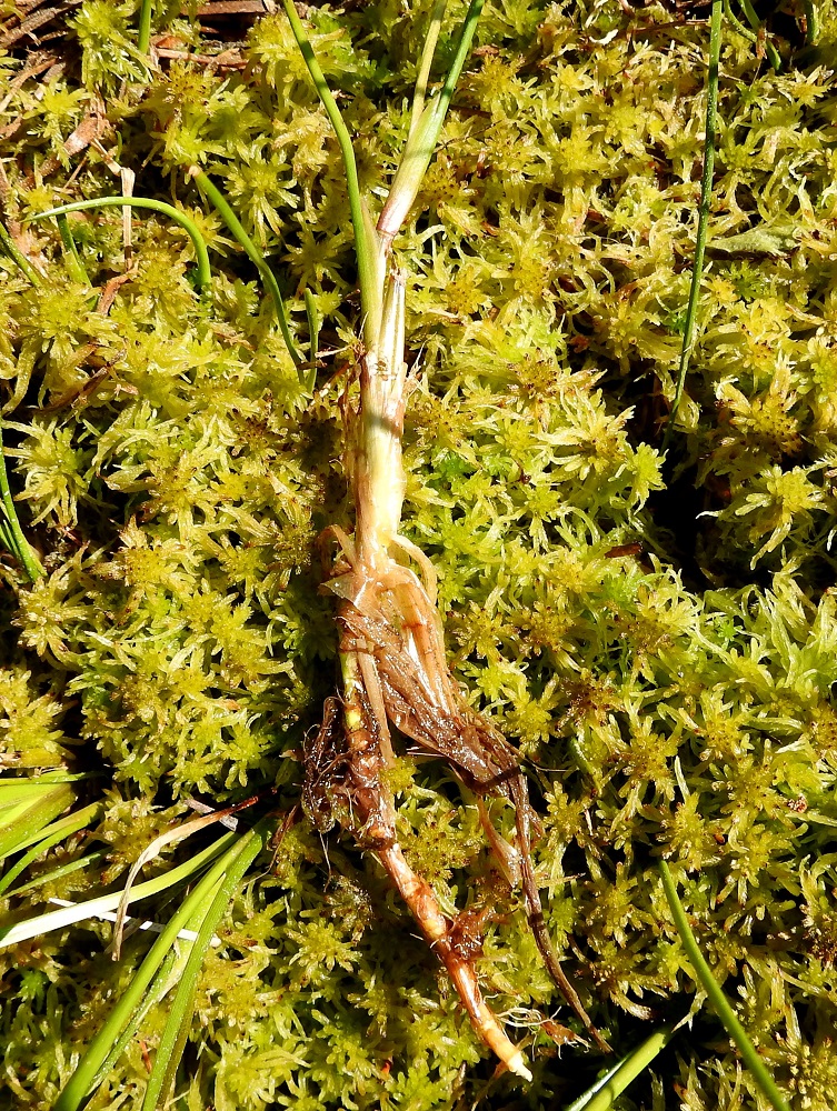 Scheuchzeria palustris - leväkön juurakko on suikertava, pitkä ja nivelikäs. Sen yläosa on vanhojen lehtituppijäänteiden ympäröimä. Juurakko sisältää niin paljon ilmaa, että se aivan kuin kelluu vetisessä turpeessa ja sammalikossa. EH, Hämeenlinna, Pullerinmäki, Ahvenistonharjun juurella olevan Kahtoilammen luoteispään rantaneva lähellä vesirajaa, 9.6.2021. Copyright Hannu Kämäräinen.