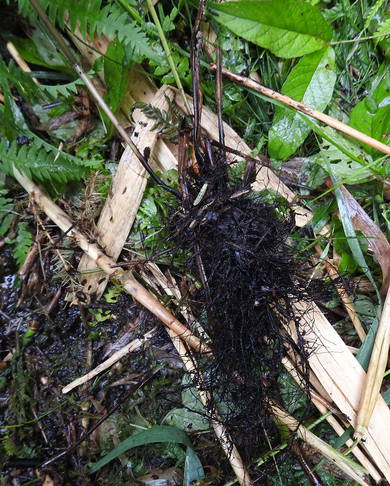 Thelypteris palustris - nevaimarteen lehtiruoti on vihreä tai ruskehtavanvihreä ja tyveltään musta. Nevareunuksesta kiskaistusta vaakasuoran maavarren pätkästä näkee, kuinka tiheä, mustanruskea juuristo ympäröi maavartta. EH, Hattula, Retula, Keskisjärven länsipään nevareunus Hattulan ja Hämeenlinnan rajalinjalla, 2.8.2021. Copyright Hannu Kämäräinen.