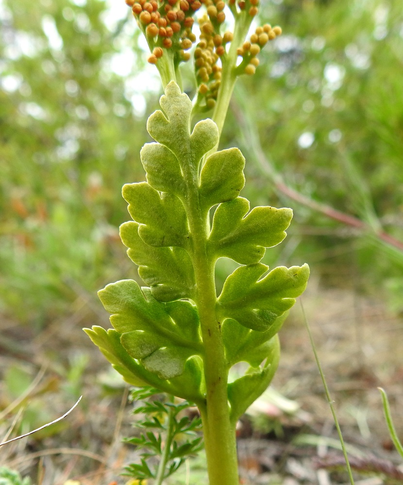 Botrychium boreale - pohjannoidanlukon steriilissä lehtilavassa on sivulehdyköitä kärkilehdykän lisäksi yleensä 3-5 paria. Ne ovat keskisuonellisia toisin kuin ketonoidanlukolla, B. lunaria. PeP, Kemi, Ajos, Mäntynokka, Ajoksentien ja rautatien välinen, sorapohjainen ketoalue Jatulintien risteyksen eteläpuolella, 4.7.2018. Copyright Hannu Kämäräinen.