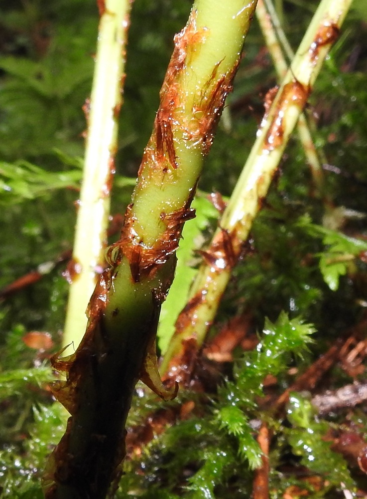 Dryopteris expansa - isoalvejuuren lehtiruodin suomut ovat pohjaväriltään vaaleanruskeat, mutta erityisesti ruodin tyvipuolella niiden keskus on enemmän tai vähemmän tummanruskea. EH, Hattula, Sattula, Lehmusto, Lehijärven eteläpuolen rantametsä, Lehijärventien varressa, 9.8.2021. Copyright Hannu Kämäräinen.