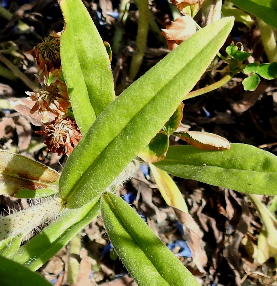 Echium vulgare - kyläneidonkielen varsilehdet ovat vuoroittain ja ne ovat suikeita tai tasasoukkia sekä alimpia lukuun ottamatta ruodittomia. Lehdet pienenevät tasaisesti latvaa kohti. Kaikki lehdet ovat lyhytkarvaisia ja erityisesti laidoiltaan ja alapinnan keskisuonesta sukaskarvaisia. EH, Hämeenlinna, Sairio, Sairionranta, rata-alueen laide lähellä Vanajaveden rantaa, 5.7.2021. Copyright Hannu Kämäräinen.