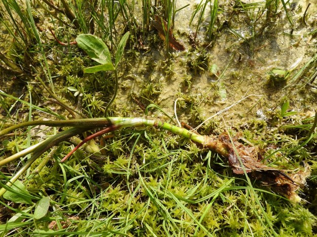 Menyanthes trifoliata - raatteen juurakko on suikertava, pitkä, haarova ja noin 10 mm paksu sekä nivelistään juurehtiva. Sen sisus on hohkainen ja ilmava, joten se kannattelee haarojen kärjestä versovia lehtiä ja kukkavanoja hyvinkin vetisessä ympäristössä. EH, Hämeenlinna, Pullerinmäki, Ahvenistonharjun juurella olevan Kahtoilammen rantasuo, 3.6.2021. Copyright Hannu Kämäräinen.