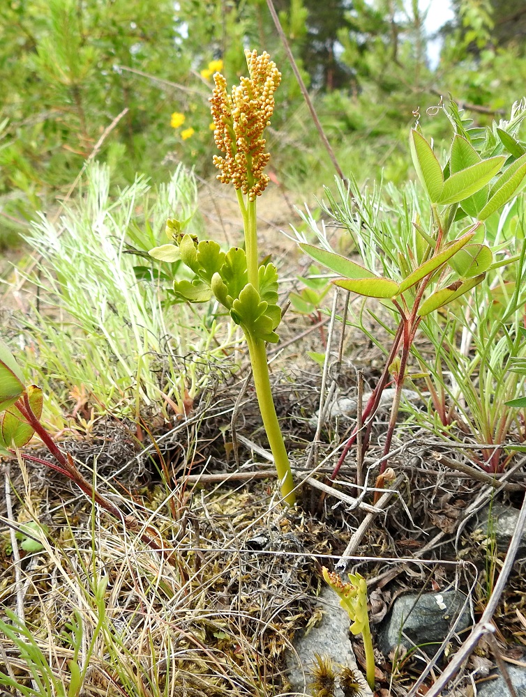 Botrychium boreale - pohjannoidanlukko suosii mm. hiekkaisia ketoja. Se on kasvutavaltaan pysty ja tavallisesti noin 5-20 cm korkea. Pituus voi vaihdella voimakkaasti samallakin kasvupaikalla, kuten kuva osoittaa. Kuvassa ympärillä seuralaisena mm. ketomaruna, Artemisia campestris. PeP, Kemi, Ajos, Mäntynokka, Ajoksentien ja rautatien välinen, sorapohjainen ketoalue Jatulintien risteyksen eteläpuolella, 4.7.2018. Copyright Hannu Kämäräinen.