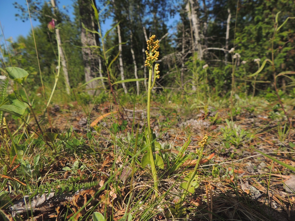 Botrychium lunaria - ketonoidanlukko kasvaa mm. kuivilla niittyillä, kedoilla, laitumilla ja vanhoilla pelloilla sekä pientareilla. Se on muiden noidanlukkojen tavoin kärsinyt umpeenkasvusta, ahomaiden laidunnuksen loppumisesta ja maiden tehokkaasta viljelystä. PeP, Tornio, Ylä-Kaakamo, Suutari, Hietaharjuntien laitaketo metsän reunassa, 16.7.2015. Copyright Hannu Kämäräinen.