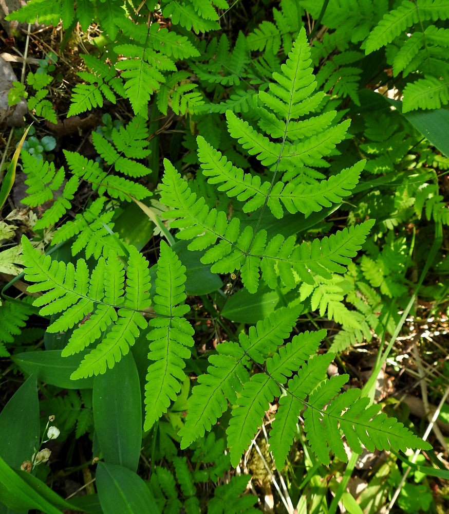 Gymnocarpium dryopteris - metsäimarteen lehtilapa on leveän kolmiomainen ja yleensä vähän pituuttaan leveämpi sekä teräväkärkinen. Se on tavallisesti noin 6-18 cm pitkä ja alaosastaan noin 7-24 cm leveä. Lapa on kärkiosastaan kertaalleen parilehdykkäinen ja tyviosastaan kahteen kertaan parilehdykkäinen. EH, Hämeenlinna, Loimalahti, Hirsimäki, Vuokontien ja Kämmekäntien välinen kangasmetsärinne, 22.6.2021. Copyright Hannu Kämäräinen.