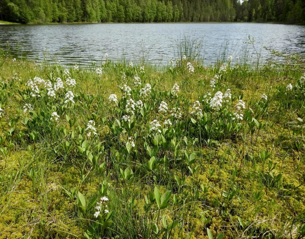 Menyanthes trifoliata - raate muodostaa riittävän märille soille ja rantasoistumille usein laajojakin kasvustoja. Se leviää tehokkaasti suikertavan ja haarovan juuristonsa avulla niin, että isokin alue voi olla yhtä ja samaa yksilöä. EH, Hämeenlinna, Pullerinmäki, Ahvenistonharjun juurella olevan Kahtoilammen rantasuo, 3.6.2021. Copyright Hannu Kämäräinen.