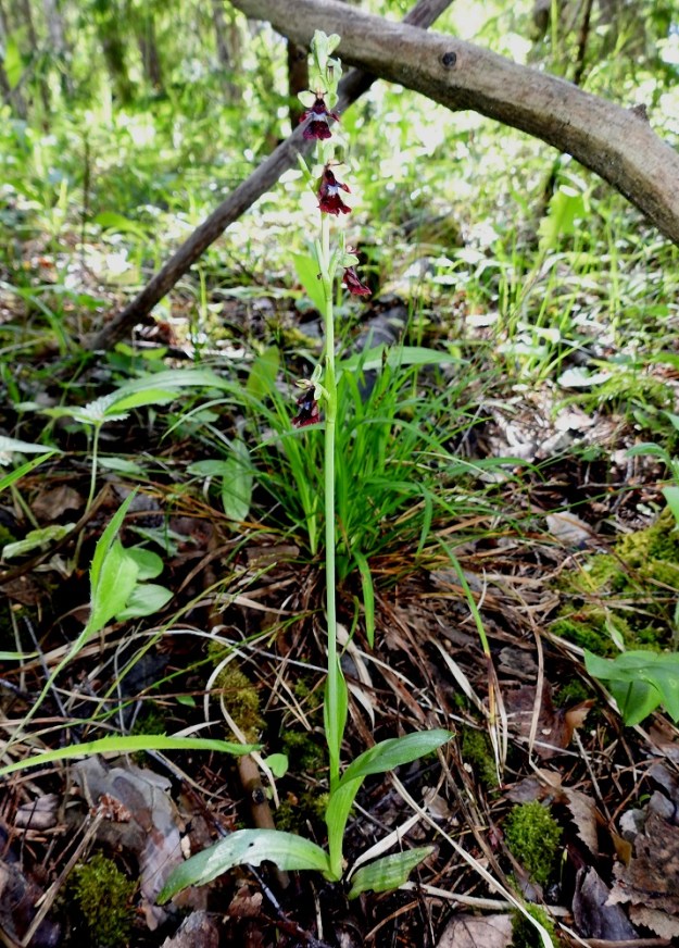 Ophrys insectifera - kimalaisorho on noin 15-30 cm korkea ja hoikkavartinen kämmekkä, jonka lehdet sijaitsevat tyvellä ja varren alapuoliskossa. Kasvi häipyy kokonsa ja värityksensä puolesta helposti taustaansa niin, että se jää huomaamatta erikoisenmallisista kukistaan huolimatta. V, Parainen, 13.6.2021. Copyright Hannu Kämäräinen.