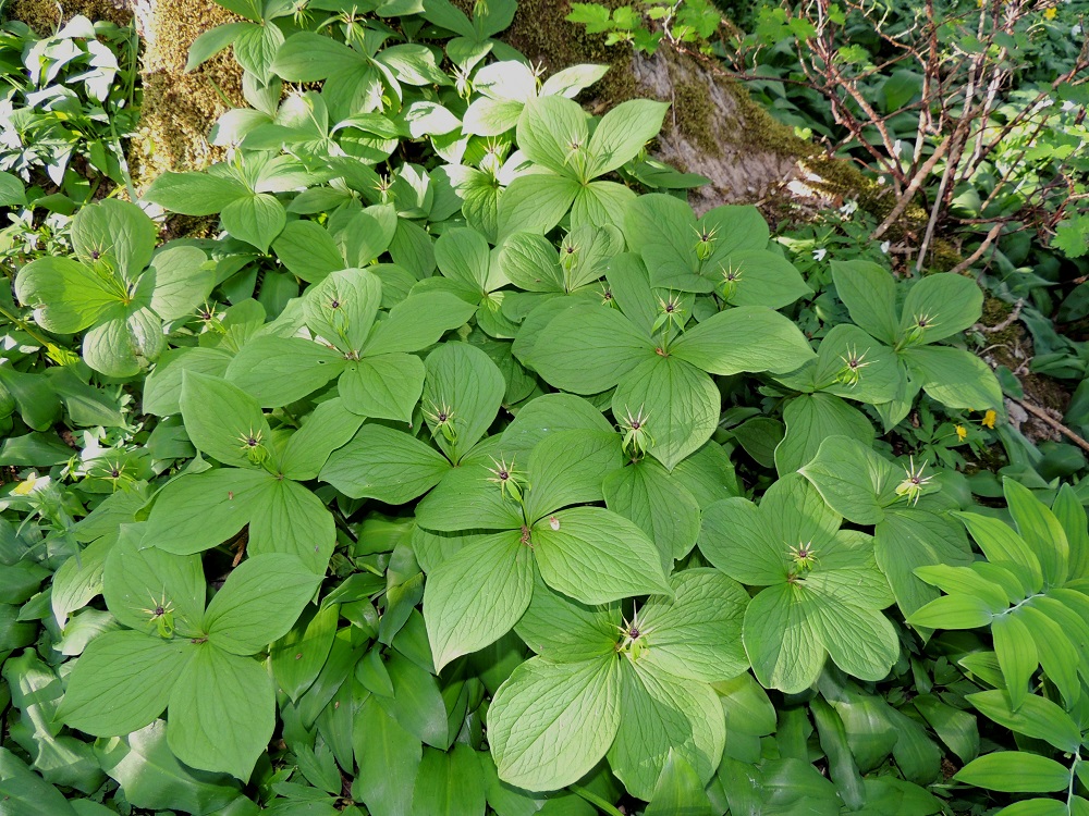 Paris quadrifolia - (lehto)sudenmarja muodostaa parhailla kasvupaikoillaan hyvin tiheitäkin kasvustoja vaakatasossa suikertavan ja haarovan juuristonsa avulla. Tyvellä seuralaisena mm. karhunlaukka, Allium ursinum. A, Jomala, Ramsholm, lehtoinen ja lehtoniittyinen luonnonsuojelualue, 25.5.2013. Copyright Hannu Kämäräinen.