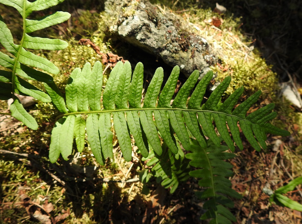Polypodium vulgare - pohjankallioimarteen lehtilapa on tavallisesti noin 10-25 cm pitkä ja leveimmältä kohtaa noin 4-8 cm leveä. Lehdykät ovat sivulle tai hieman yläviistoon suuntautuneet, lähes tasasoukat tai kärkeä kohti suippenevat ja suippo- tai tylppäpäiset. Lavan tyviosassa sivulehdykät ovat noin 20-40 mm pitkiä ja noin 5-10 mm leveitä. Lehden alapinnan itiöpesäkeryhmät näkyvät kohoumina myös yläpinnalla. V, Salo, Suomusjärvi, Salittu, Ahvenlammentien varrella olevat kallioseinämät, luonnonsuojelualue, 3.7.2021. Copyright Hannu Kämäräinen.
