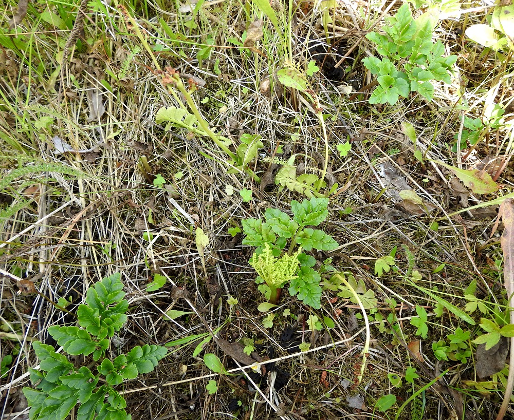 Sceptridium multifidum (Botrychium multifidum) - ahonoidanlukko kasvaa yksittäin tai pieninä ryhminä. Samalla kasvupaikalla voi olla myös muita noidanlukkoja, kuten kuvassa ketonoidanlukko, Botrychium lunaria. KP, Haapavesi, Pirnesperä, Pirnestien varressa, Pirnesjärven luoteispuolella oleva, jo vuosia käyttämättä ollut peltoalue, 17.7.2021. Copyright Hannu Kämäräinen.