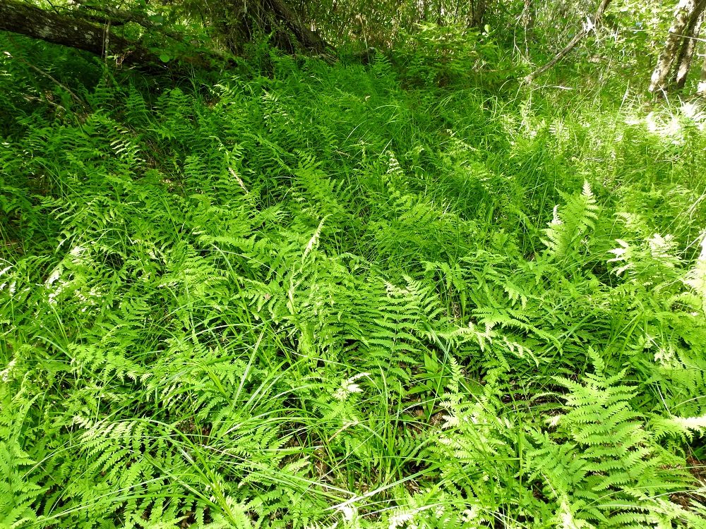 Thelypteris palustris - nevaimarre muodostaa usein laajoja ja tiheitä kasvustoja. A, Jomala, Västansunda, Vargsundet-lahdesta etelään oleva Moren, umpeenkasvaneeseen merenlahteen muodostunut suo, jossa mm. lettoa ja lettokorpea, luonnonsuojelualue, 14.7.2017. Copyright Hannu Kämäräinen.