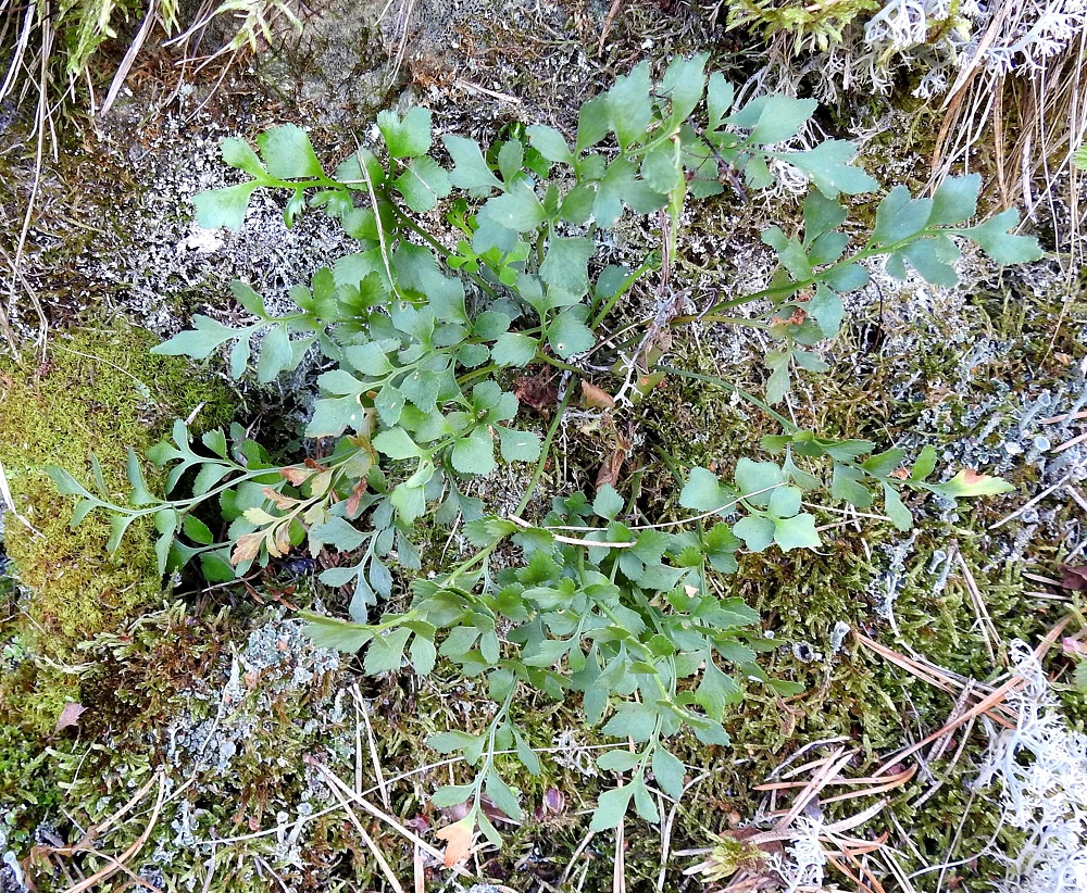 Asplenium ruta-muraria - seinäraunioisen yksilötuppaat voivat olla kookkaitakin. Kuvan yli 20-lehtisen kimpun ala on noin 15 cm kanttiinsa. V, Salo, Perniö, Lupaja, Alhonmäki, luonnonsuojelualue, vanha kalkkikivenlouhintakuoppa, 12.6.2021. Koko kuvasarja on samalta kasvualueelta. Copyright Hannu Kämäräinen.