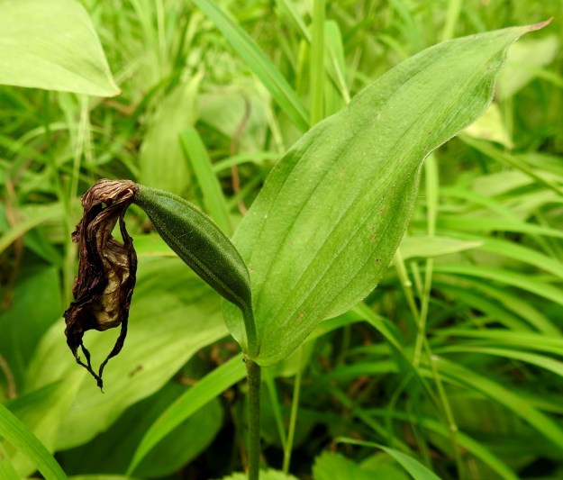 Cypripedium calceolus - lehtotikankontin kota on yksilokeroinen, pitkänomainen ja särmikäs sekä lyhyt- ja tiheäkarvainen. Pituutta sillä on noin 30-35 mm. U, Hyvinkää, 27.7.2021. Copyright Hannu Kämäräinen.