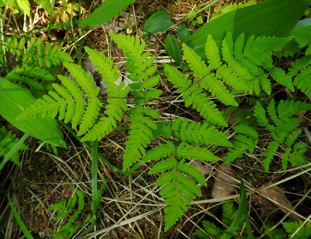 Gymnocarpium dryopteris - metsäimarteen lehtilavassa on ikään kuin kolme kolmiomaista lehdykkää, joista kärkilehdykkä on vain hieman muita isompi. Pikkulehdykät ovat pitkulaiset, terävähkökärkiset ja alemmat tyveltään pariosaiset sekä kärkiosastaan parijakoiset. Pikkulehdyköiden sivuliuskat ovat tasasoukan pitkulaiset ja päästään pyöreät sekä laidoiltaan ehyehköt tai hampaiset. EH, Hämeenlinna, Loimalahti, Hirsimäki, omakotialueen ja maakaasulinjan välinen, kuusivaltainen metsä, 8.6.2011. Copyright Hannu Kämäräinen.
