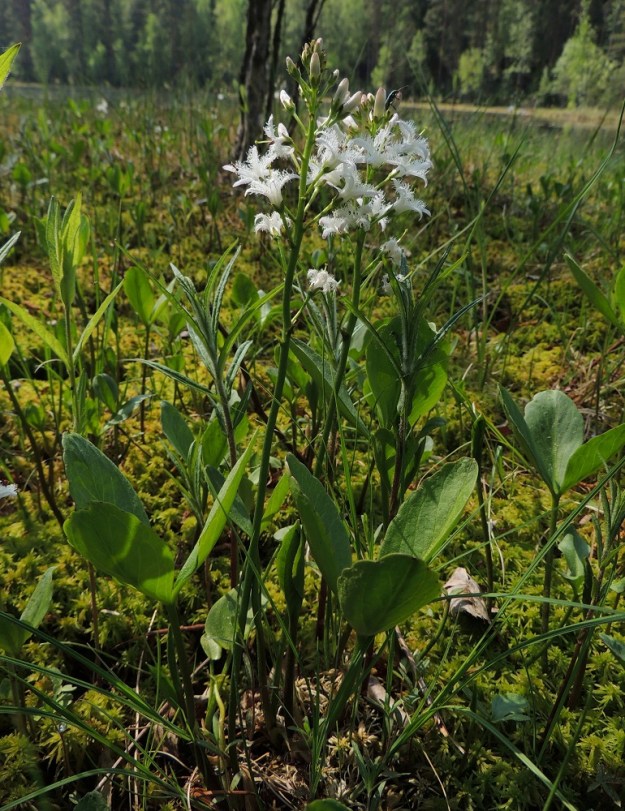 Menyanthes trifoliata - raate on yleensä noin 20-40 cm korkea. Kolmilehdykkäiset lehdet ja kukkavanat kasvavat suoraan juurihaaran kärjestä. EH, Hämeenlinna, Pullerinmäki, Ahvenistonharjun juurella olevan Kahtoilammen rantasuo, 25.5.2014. Copyright Hannu Kämäräinen.