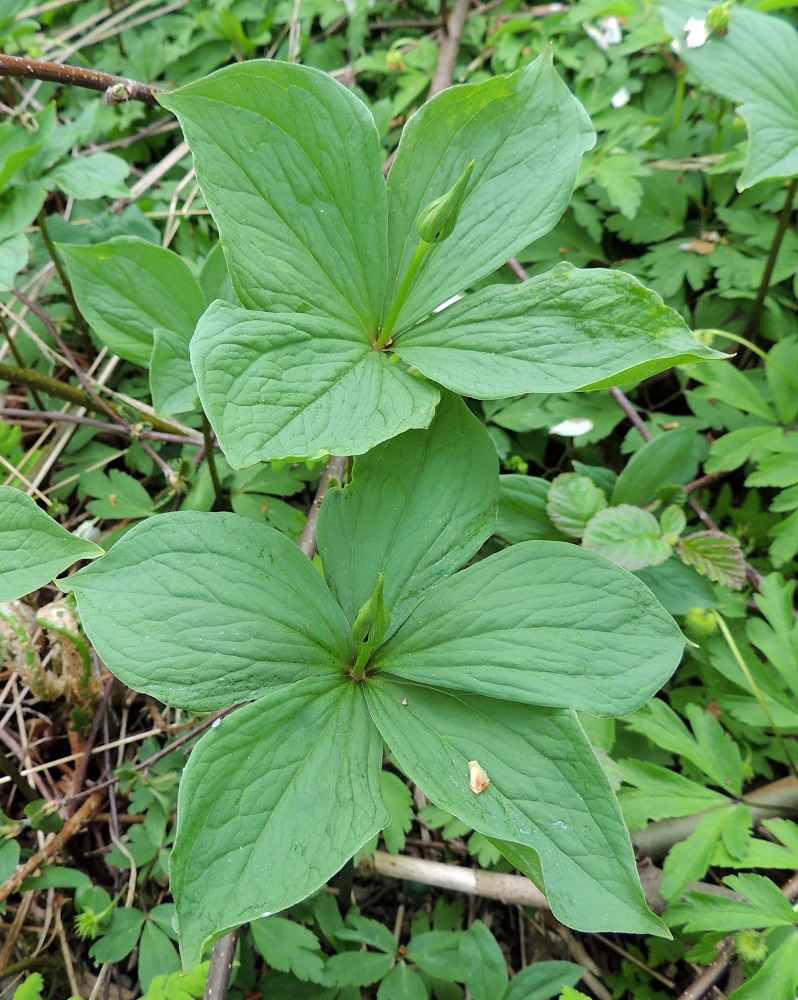 Paris quadrifolia - (lehto)sudenmarjan varren latvassa on vaakatasoisessa kiehkurassa yleisimmin neljä ja harvemmin viisi kookasta lehteä. Ne ovat vastapuikean soikeita. Lehtikiehkuran keskeltä nousee pitkäperäinen ja yksittäinen kukka, joka on aluksi kärjestään tiiviisti yhteenpuristunut nuppu. EH, Hämeenlinna, Loimalahti, Hirsimäki, Metsälammentien ja Yli-Raakkulantien välinen metsäkaista, 18.5.2013. Copyright Hannu Kämäräinen.
