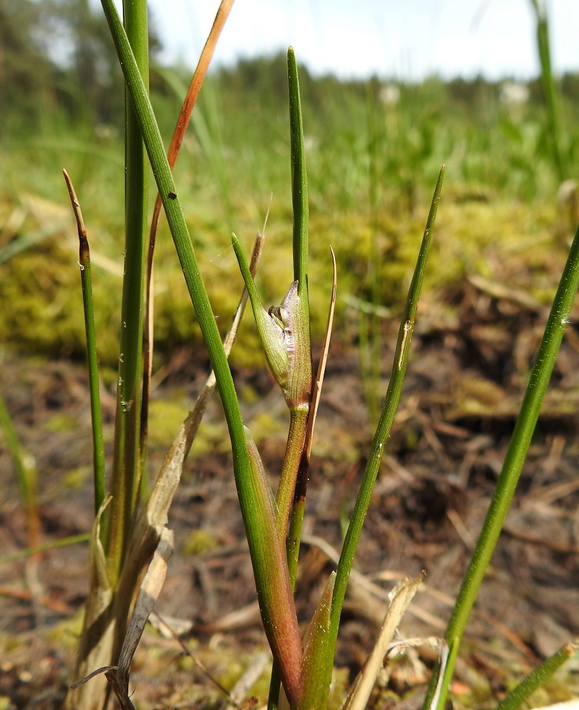 Scheuchzeria palustris - leväkön lehti on möyheähkö, yläpinnaltaan hieman kouruinen ja alapinnaltaan liereä sekä suipon tylppäkärkinen ja reunoiltaan sileä. Se on tiheäsuoninen ja yleensä noin 2-3 mm leveä. Lehden tuppi on noin 2-4 cm pitkä ja toiselta sivultaan leveähkön kalvoreunainen. Kalvoreuna jatkuu tupen kärjessä noin 2-4 mm pitkäksi kielekkeeksi lavan tyvelle. Kasvi pumppaa juuristonsa avulla vettä enemmän kuin se tarvitsee ja poistaa liikaveden lehtien kärjessä olevan raon kautta. Näin se saa köyhästä kasvualustastaan siivilöityä enemmän ravinteita. EH, Hämeenlinna, Pullerinmäki, Ahvenistonharjun juurella olevan Kahtoilammen luoteispään rantaneva lähellä vesirajaa, 3.6.2021. Copyright Hannu Kämäräinen.