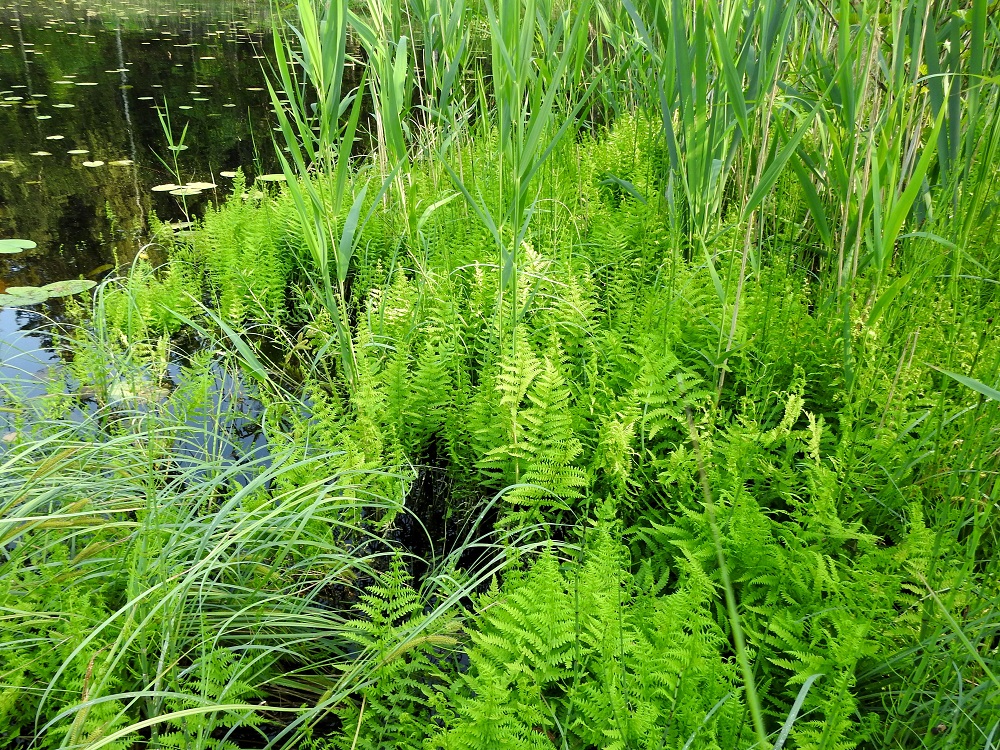Thelypteris palustris - nevaimarre kasvaa useimmiten luhtaisilla, rehevillä rannoilla ja niiden nevareunuksissa sekä tervaleppä- ja lettokorvissa. Se ei näytä kavahtavan silkkaa rantavettäkään, vaikka ei varsinainen vesikasvi olekaan. EH, Hattula, Retula, Keskisjärven länsipään nevareunus Hattulan ja Hämeenlinnan rajalinjalla, 18.6.2021. Copyright Hannu Kämäräinen.
